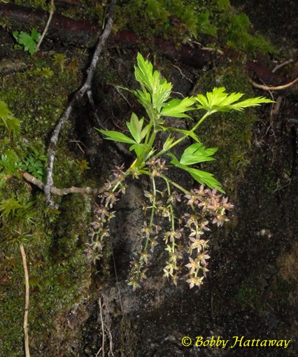 {Xanthorhiza simplicissima}